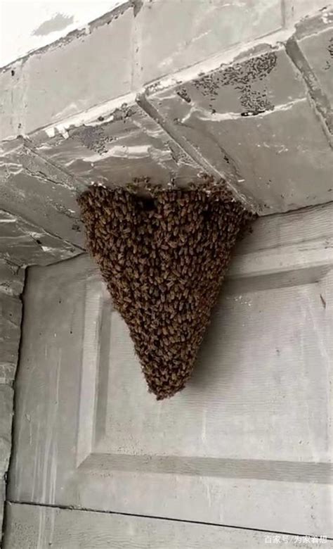蜜蜂在家筑巢风水 楊情勇